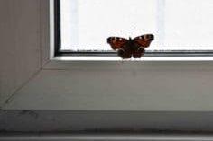 Afbraakwoningen-Eenhoorn-Kay-Sleking-Vlinder-236×300