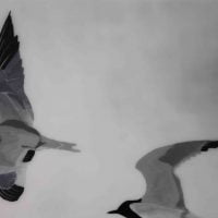 Flight of Terns  D LR
