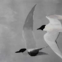 Flight of Terns  E LR