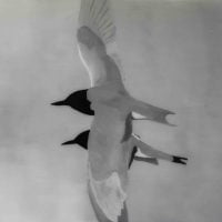 Flight of Terns  F LR