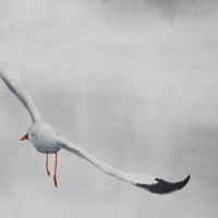 Flight of Gulls Artwork Kunstwerk Schilderij Painting Kay Sleking