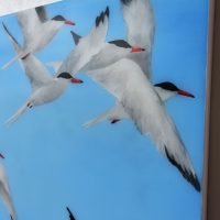 "Flight of Terns" Artwork Kunstwerk Schilderij Painting
