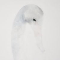 White Series Swan Artwork Kunstwerk Schilderij Painting
