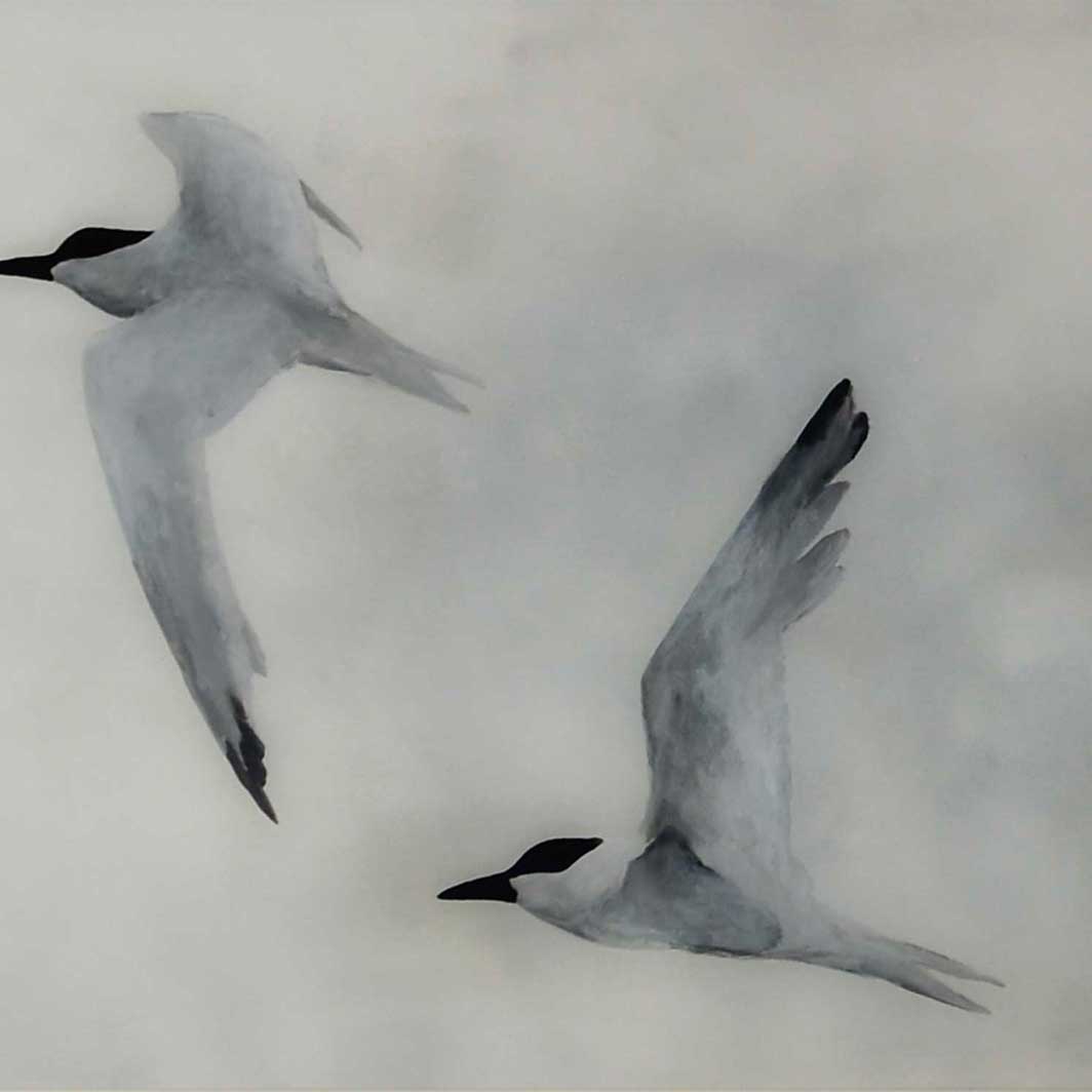 FORMAT PRODUKTFOTO Flight of terns