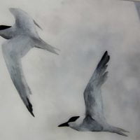Flight of terns  D