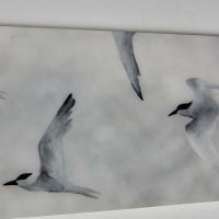 Flight of terns  E