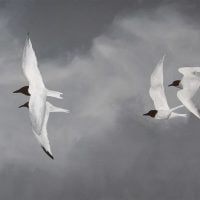 Flight of Terns  A LR lichter scaled